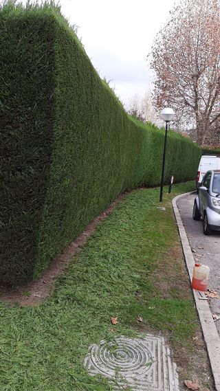 jardinero profesional podas de arizonica 611394812