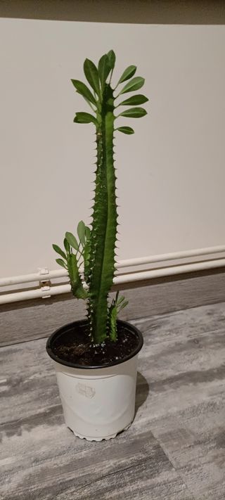 Cactus