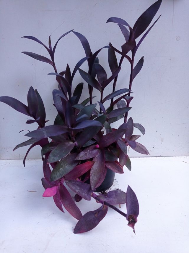 Tradescantia morada