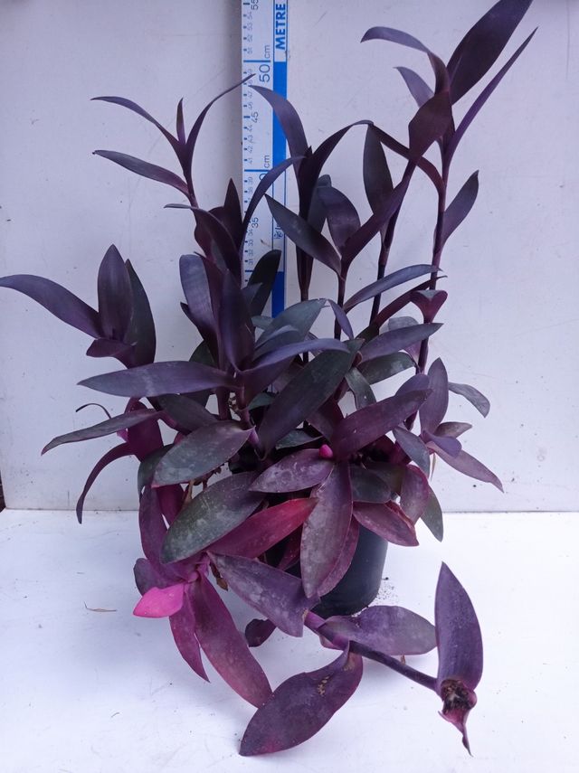 Tradescantia morada