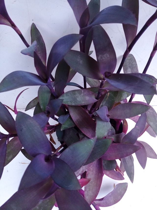 Tradescantia morada