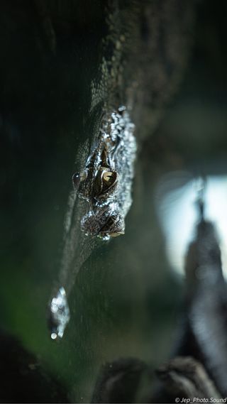 Nikon d810 FULL PACK