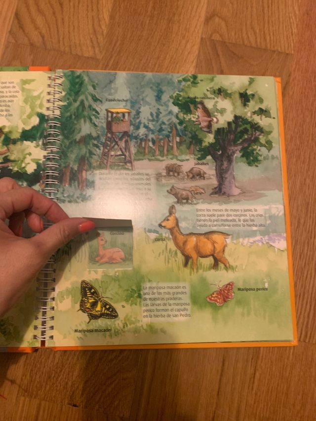 curiosidades en el bosque