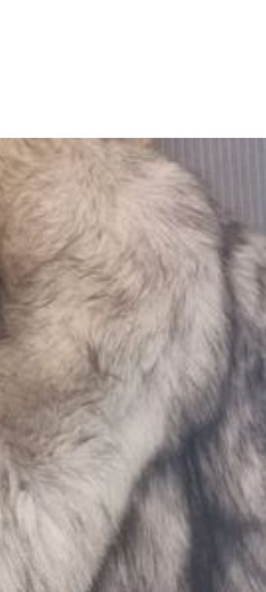 Chaquetón mujer tipo zorro azul