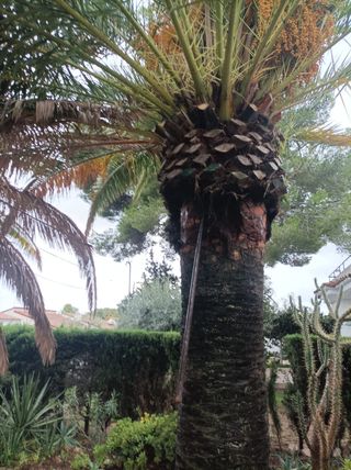 reglar palmeras .cortar pinos  .vallas ....etc