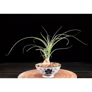 Nolina Maceta Flor Azul acompañamiento Bonsai