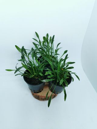 Criptocoryne Parva, planta para acuarios