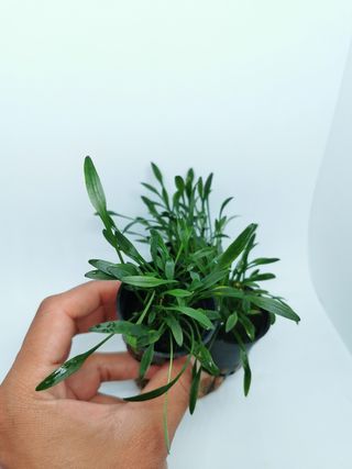 Criptocoryne Parva, planta para acuarios