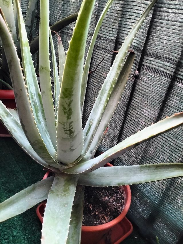 Planta aloe vera