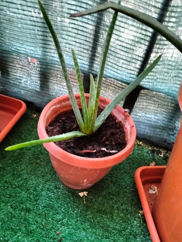 Planta aloe vera