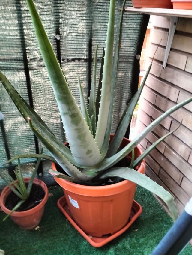 Planta aloe vera