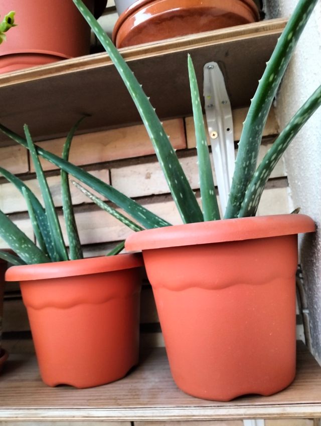 Planta aloe vera