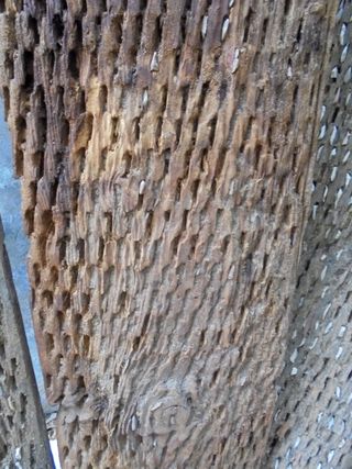 4 TABLAS DE ANTIGUO TRILLO CASTELLANO