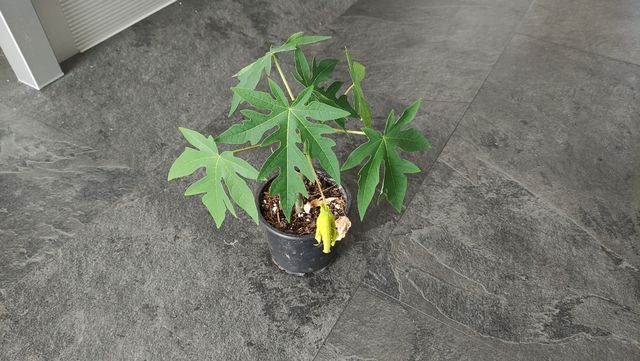 Semillas de papaya