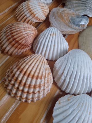 Conchiglie