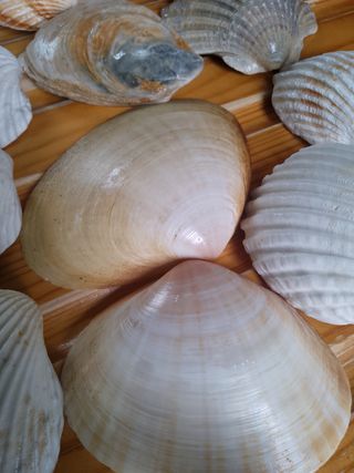 Conchiglie