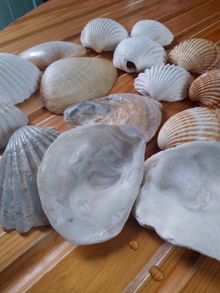 Conchiglie