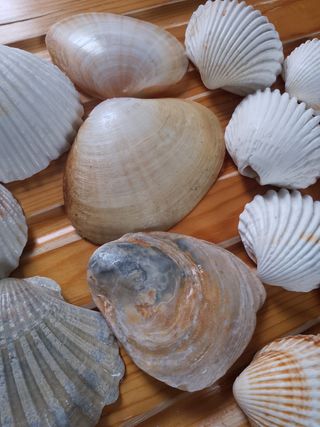 Conchiglie