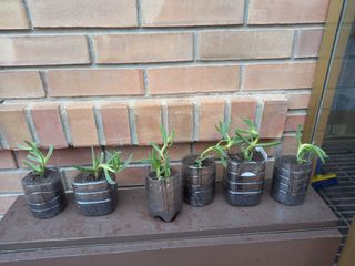 Plantas uña de león