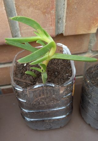 Plantas uña de león
