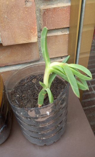 Plantas uña de león