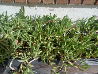 Plantas uña de león