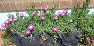 Plantas uña de león