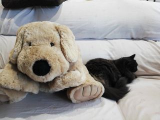 Peluche perro grande