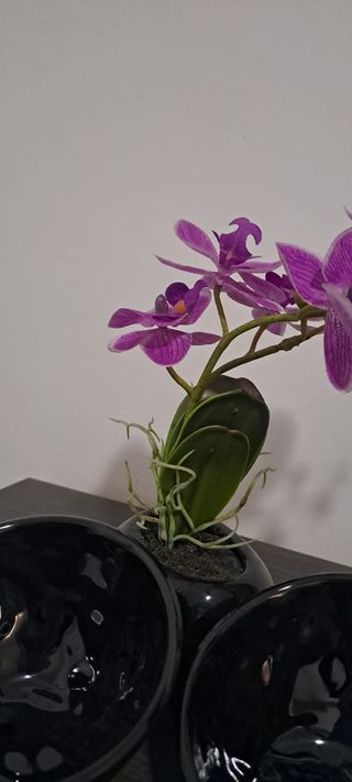 Orquídea artificial y vacía bolsillos.