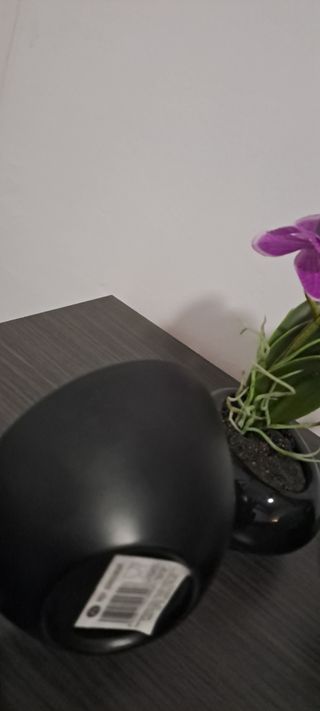 Orquídea artificial y vacía bolsillos.