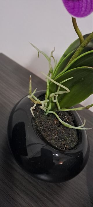 Orquídea artificial y vacía bolsillos.