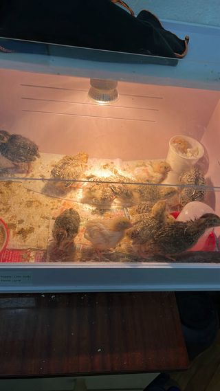 geografia i historia santillana avança 1eso