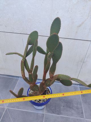 Cactus planta