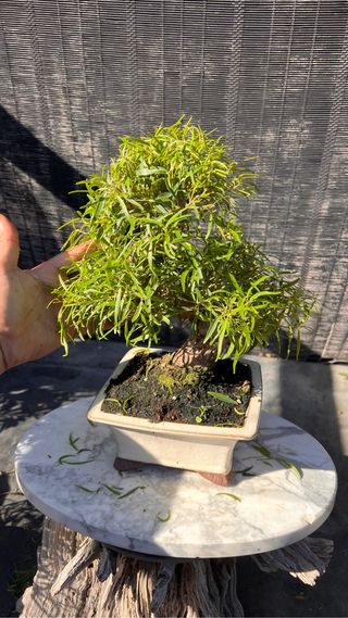 BONSAI FICUS NERIFOLIA 16 AÑOS