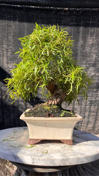 BONSAI FICUS NERIFOLIA 16 AÑOS