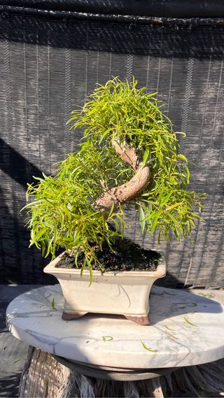 BONSAI FICUS NERIFOLIA 16 AÑOS