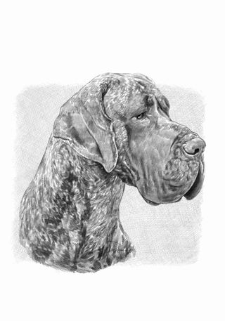 Desenho retratos a preto e branco / lápis Carvão