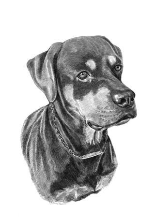 Desenho retratos a preto e branco / lápis Carvão