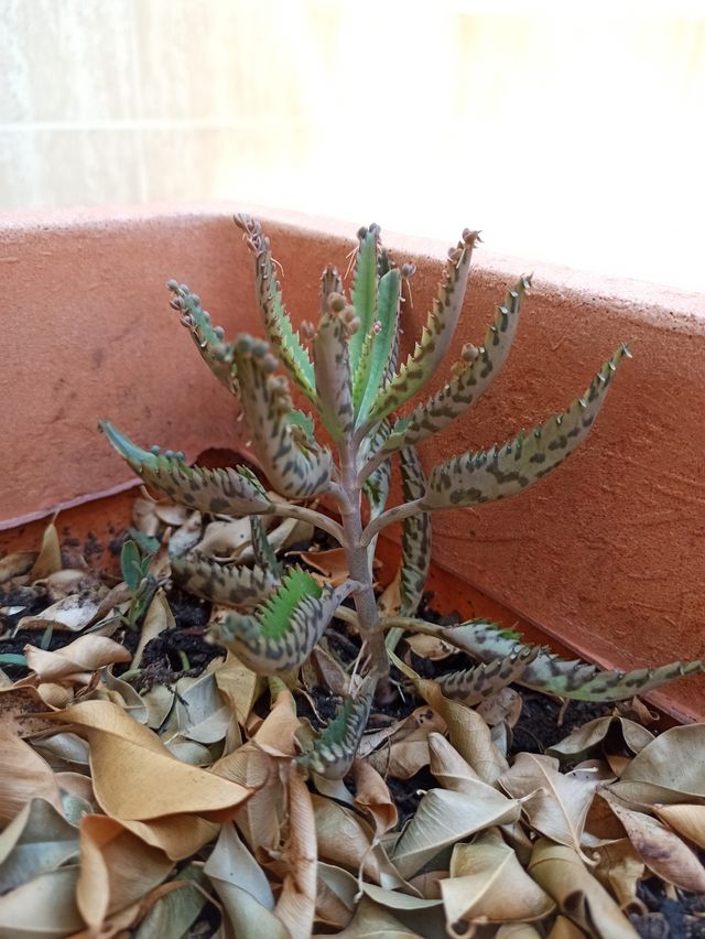 Kalanchoe Daigremontiana