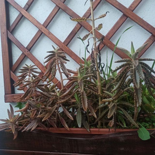 Kalanchoe Daigremontiana