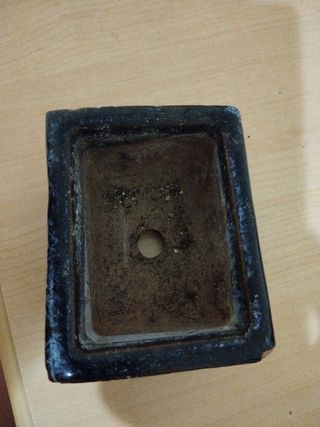 maceta bonsai
