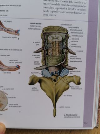 Libro anatomía