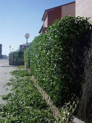 Jardinero