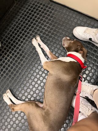 paseo de perros y cuidado de gatos