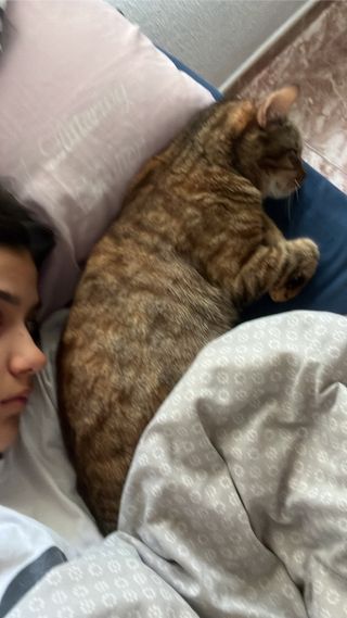 paseo de perros y cuidado de gatos