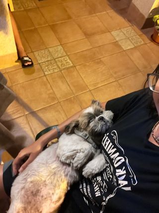 paseo de perros y cuidado de gatos