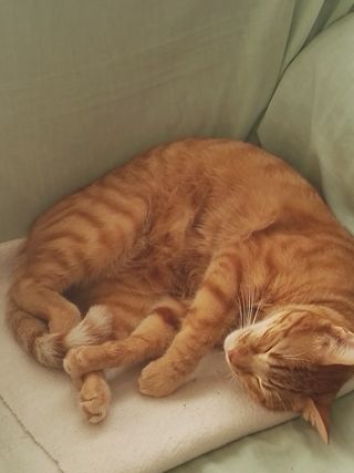 paseo de perros y cuidado de gatos