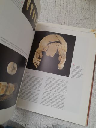 Atapuerca, nuestros antecesores