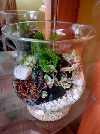 Terrario en forma copa