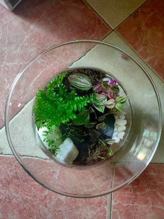 Terrario en forma copa